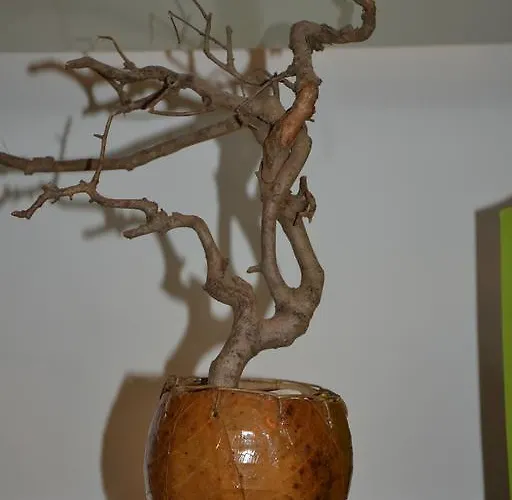 L'appartamento Di Bonelli Rom